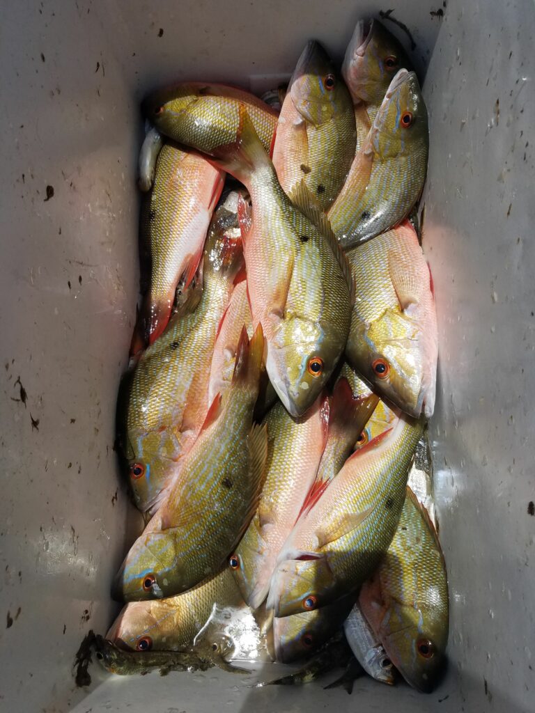 "A deep bin packed to the top with a bounty of fresh-caught local snapper from the Belize Barrier Reef."