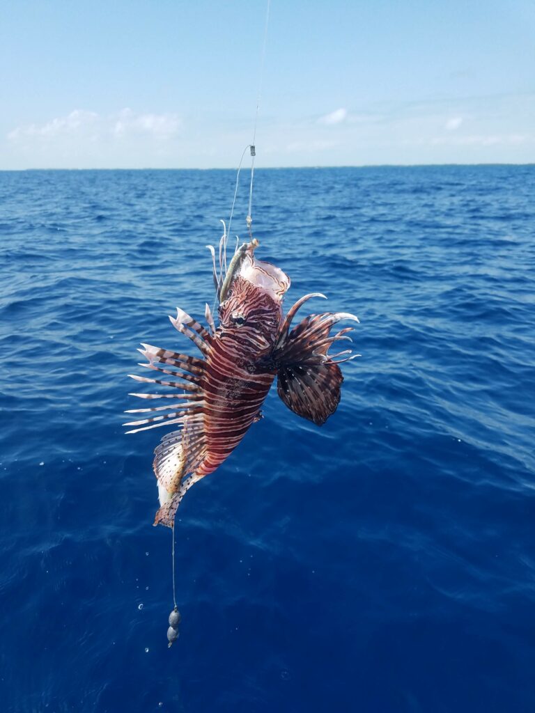  "A close-up of a freshly caught lionfish with its unique fins, held up over the ocean."