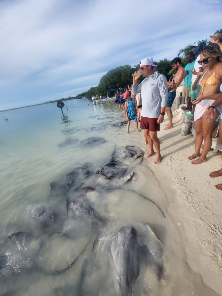 "Dozens of friendly southern stingrays gathering in the shallow water of Ceye Cvaulker 