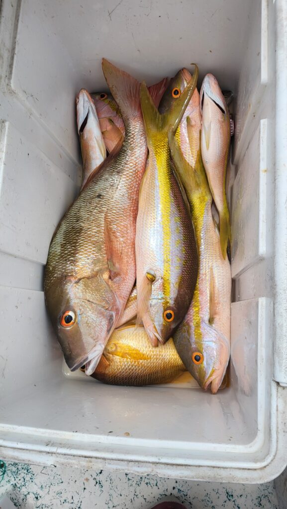 "Multiple fresh yellowtail and mutton snappers kept on ice in a boat bin after a successful fishing trip."