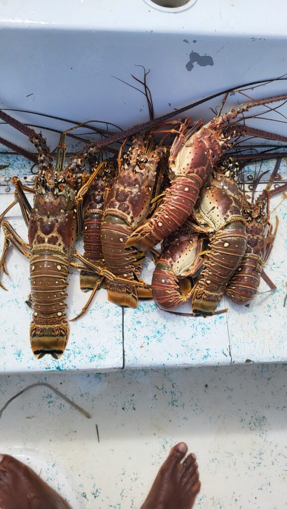 "Close-up of freshly harvested lobsters displayed on the boat deck before being prepared for lunch."