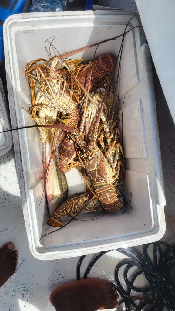 "A white boat bin filled with several fresh, whole Caribbean spiny lobsters caught on a Fish 101 tour."