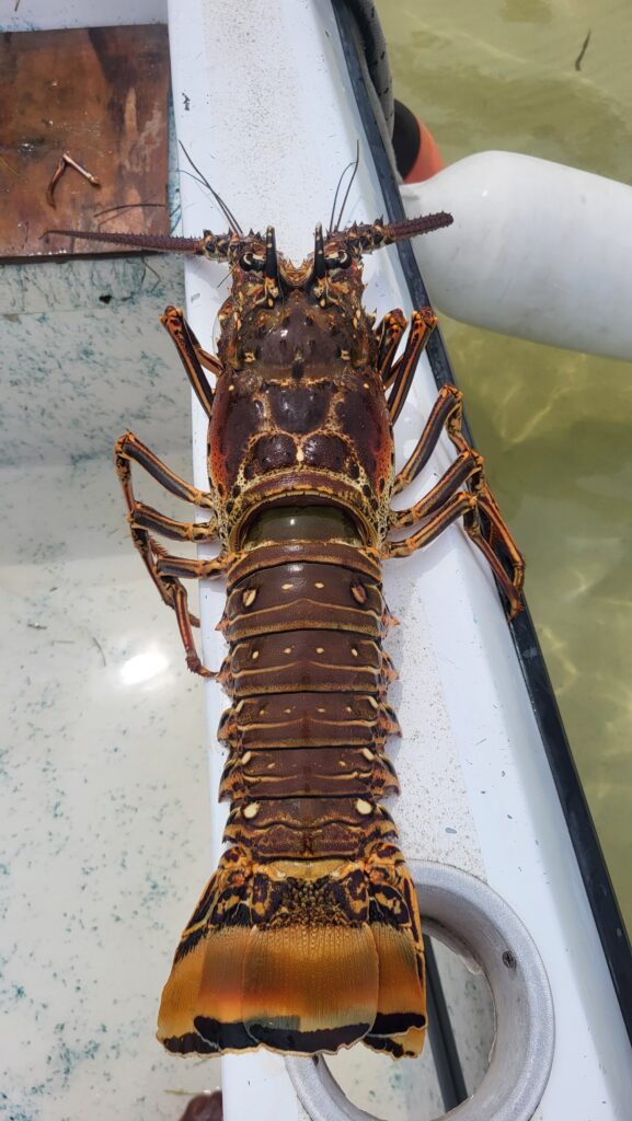 "A massive Caribbean spiny lobster displayed on the boat deck to show the incredible size of the catch."