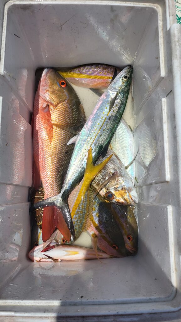 "A top-down view of a boat cooler filled with ice and fresh yellowtail snapper and reef fish."