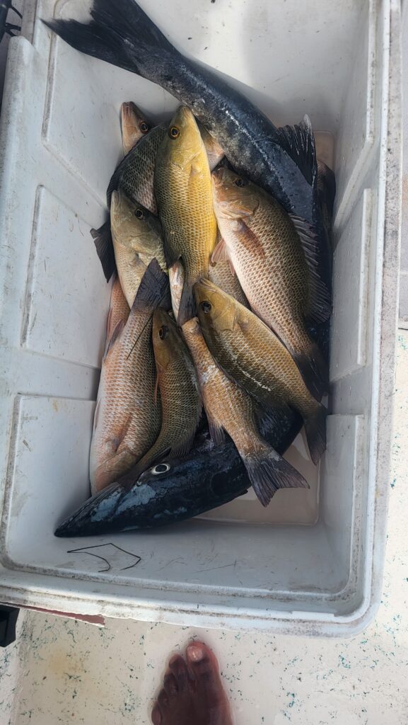 "A collection of large, fresh-caught reef fish being prepared on the boat after a successful charter."