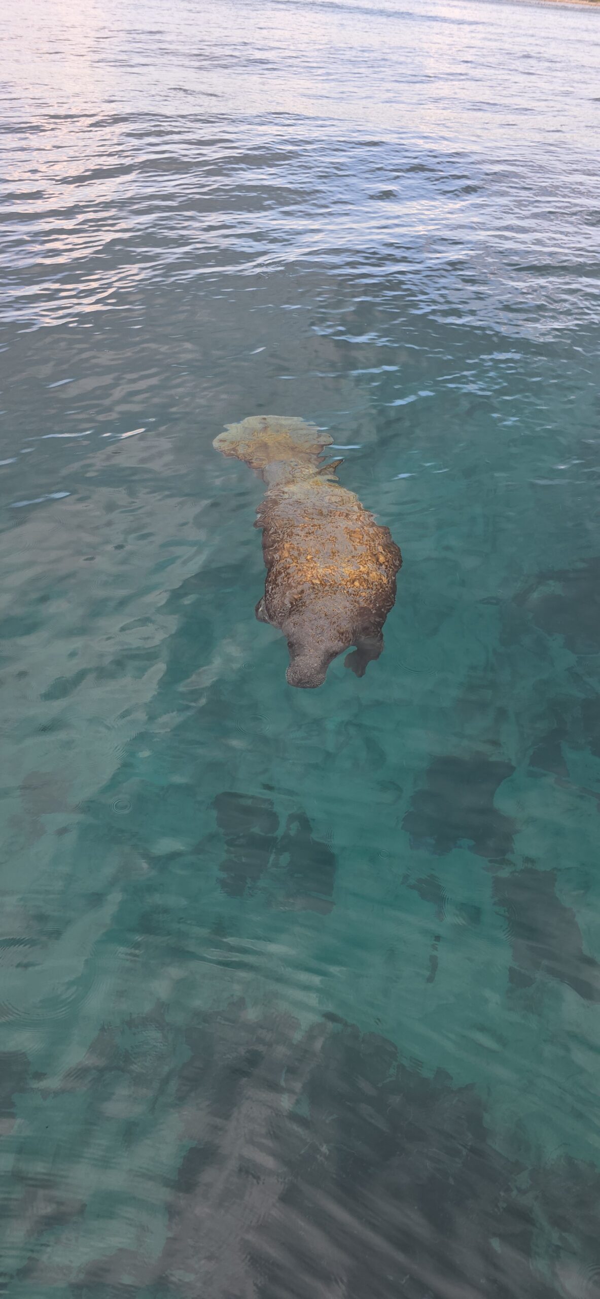 A wild manatee" and'' clear turquoise of Belize during a Fish 101 coastal tour."