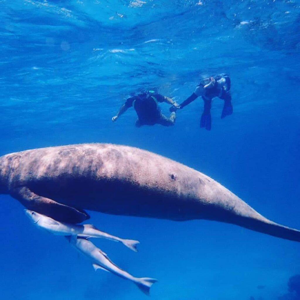 Snorkeling with manatees in the clear blue water of Belize during a Fish 101 Belize private boat tour.