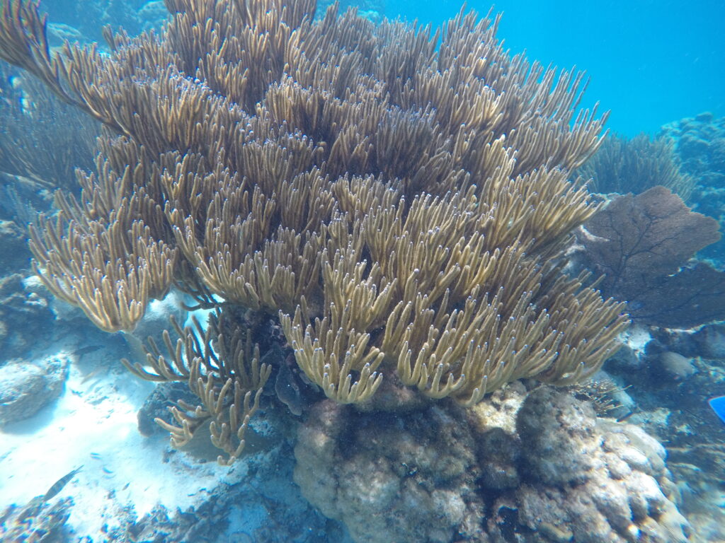"Vibrant underwater view of healthy fan corals and marine life in the Belizean reef system."